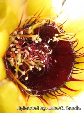 Echinopsis jajoiana