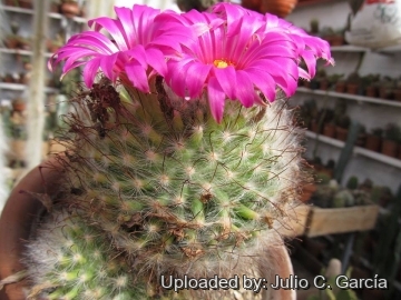 Mammillaria guelzowiana
