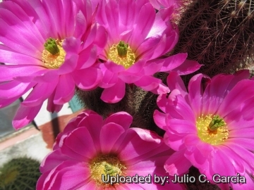 Echinocereus sciurus