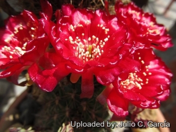 Echinopsis cinnabarina var. acanthoplegma