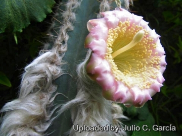 Pilosocereus leucocephalus