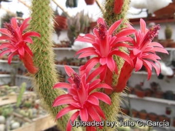 Cleistocactus samaipatanus