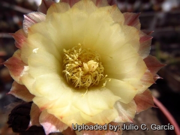 Echinopsis bonnieae