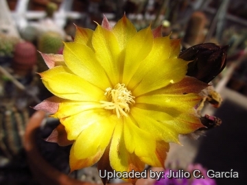 Echinopsis famatimensis