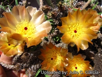 Pterocactus tuberosus