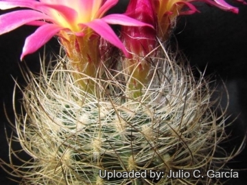 Neoporteria gerocephala