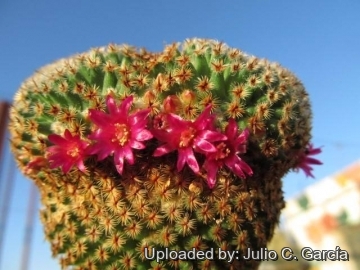 Mammillaria crucigera