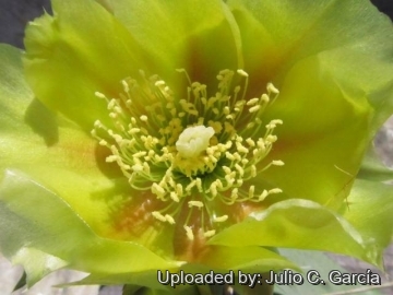 Brasiliopuntia brasiliensis