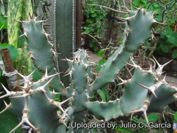 Euphorbia caerulescens
