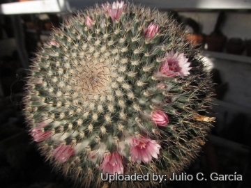 Mammillaria albilanata subs. reppenhagenii