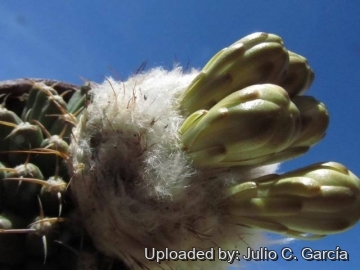 Discocactus heptacanthus subs. magnimammus