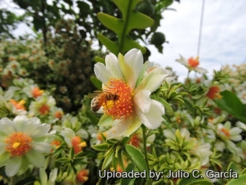 Pereskia aculeata