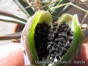 Leuchtenbergia principis