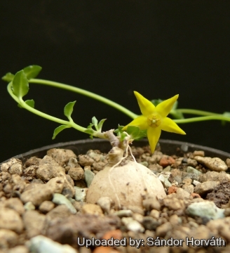 Brachystelma caffrum