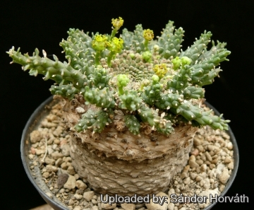 Euphorbia gorgonis