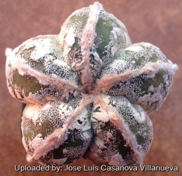 Astrophytum myriostigma cv. Hakuun Ball Form