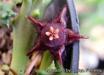 Duvalia elegans