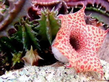 Huernia hislopii subs. robusta