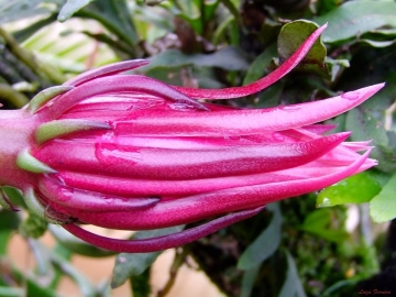 Selenicereus anthonyanus