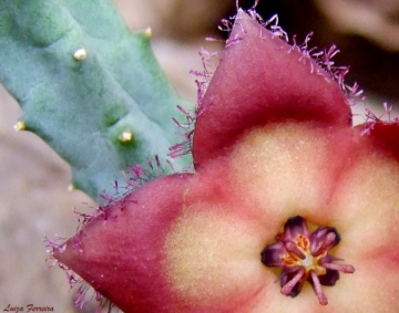 Tromotriche revoluta