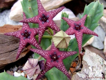 Orbea cv. Starlight
