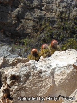 Melocactus harlowii
