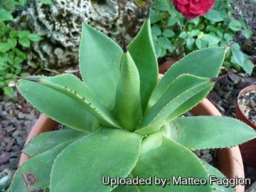 Agave chiapensis