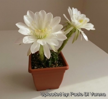 Echinopsis huotii