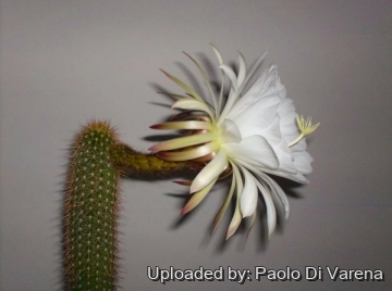 Echinopsis spachiana