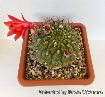 Matucana ritteri