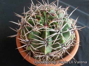 Gymnocalycium monvillei var. orientale