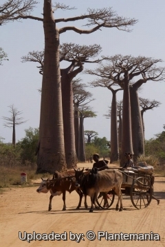 Adansonia grandidieri