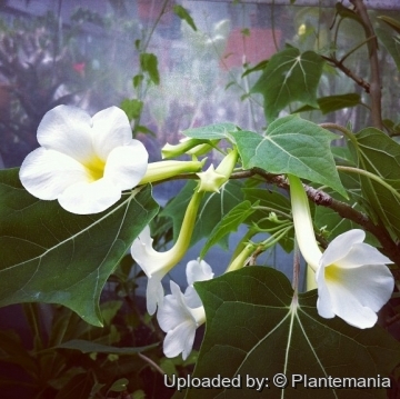 Uncarina leptocarpa