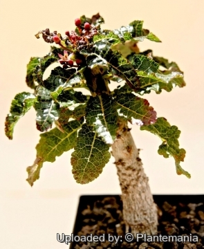 Boswellia nana