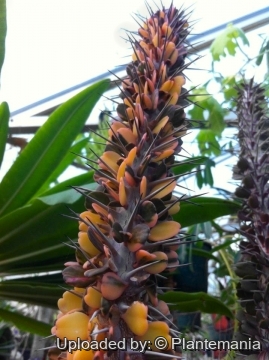 Alluaudia ascendens f. variegata