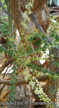 Boswellia sacra