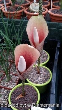 Amorphophallus bulbifer