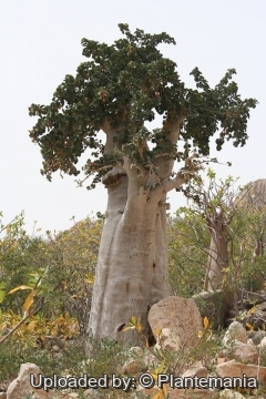 Dendrosicyos socotrana