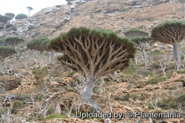 Dracaena cinnabari