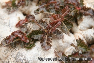 Boswellia nana