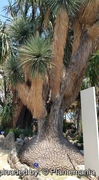 Beaucarnea stricta