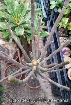 Euphorbia arbuscula