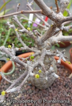 Operculicarya pachypus