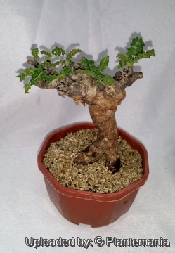 Boswellia sacra