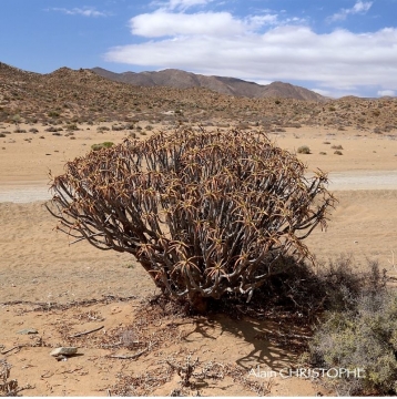 Aloe dichotoma subs. ramosissima