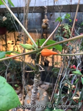 Carica parviflora