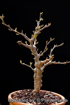 Operculicarya pachypus