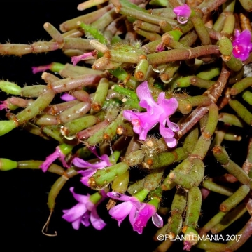Hatiora herminiae