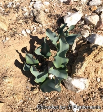 Haemanthus namaquensis