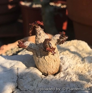 Boswellia nana